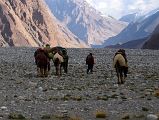 28 The Camels Lead The Way Towards Gasherbrum North Base Camp In China